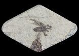 Fossil March Fly (Plecia) - Green River Formation #65165-1